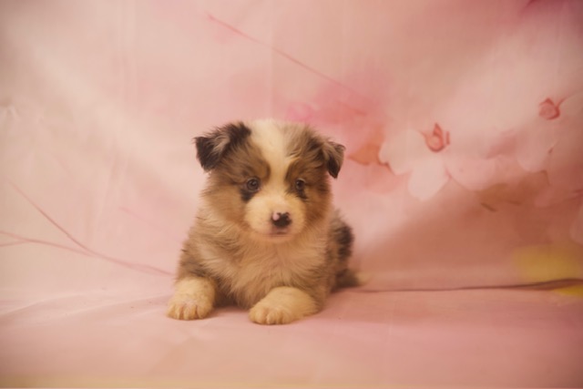 Biscuit