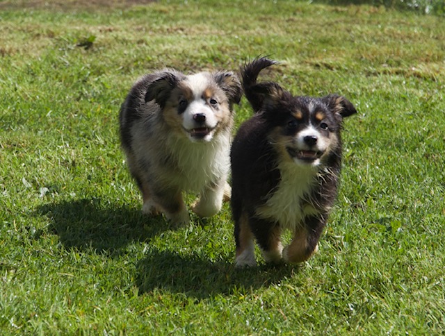 Biscuit, Bonnie