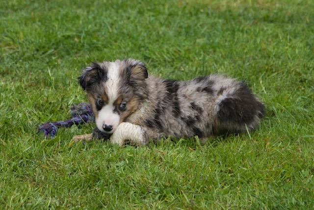 Biscuit