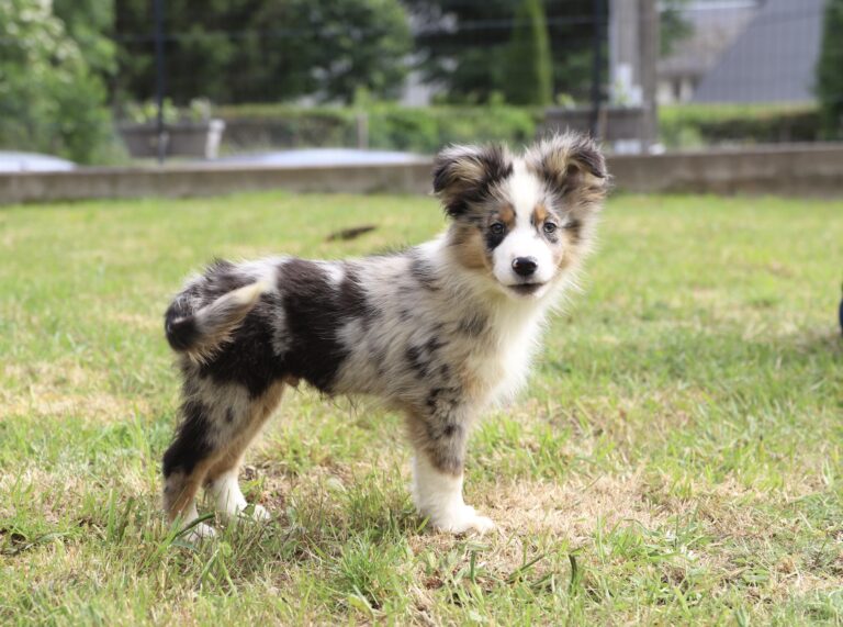 Biscuit